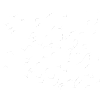 birds - фрее пнг