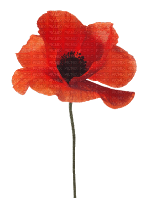 poppy - Безплатен анимиран GIF