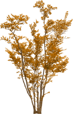 autumn - δωρεάν png