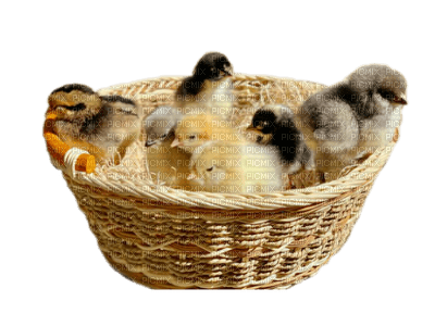 chicken bp - Free PNG