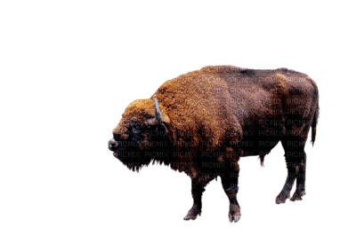 animaux - zdarma png