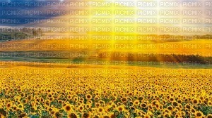 sunflowers fond bp - png gratis