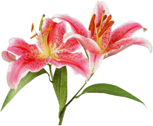 lilies by nataliplus - ücretsiz png