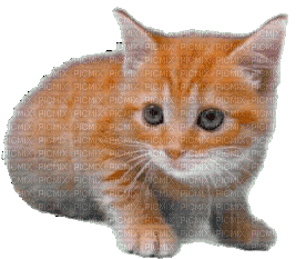 Кот - Безплатен анимиран GIF
