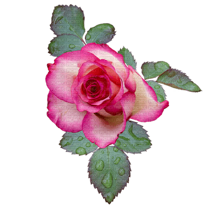 ruusu, kukka - gratis png