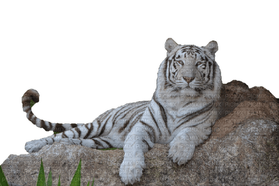 Tiger - besplatni png