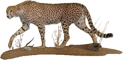 cheetah bp - 免费动画 GIF