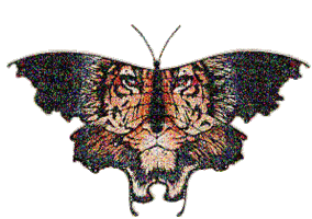 butterfly butterflies bp - GIF animado gratis
