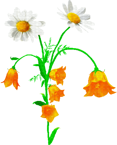 Animated.Flowers.Orange.White - By KittyKatLuv65 - GIF animé gratuit