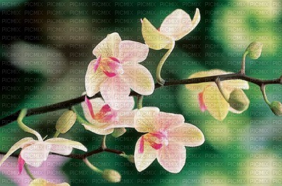 arbre fleurie - 免费PNG