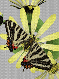 papatyada kelebek - Animovaný GIF zadarmo
