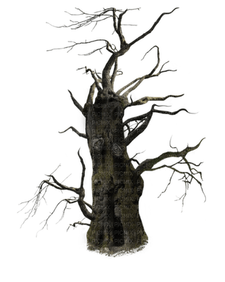 Creepy Tree - gratis png