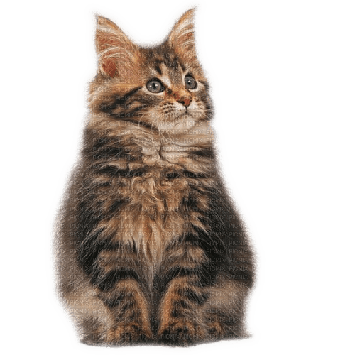 Rena Tiger Cat Katze Animal Tier - gratis png