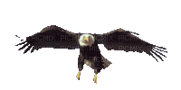 aguila by EstrellaCristal - Bezmaksas animēts GIF