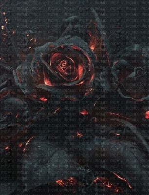black rose fond laurachan - Free PNG