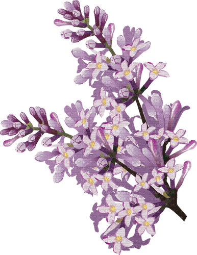 Lilac - безплатен png