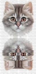 reflet d'une tête chaton - Zdarma animovaný GIF