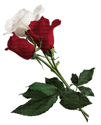 Flowers red rose bp - бесплатно png