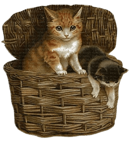 Katzen, Cats, Korb - δωρεάν png