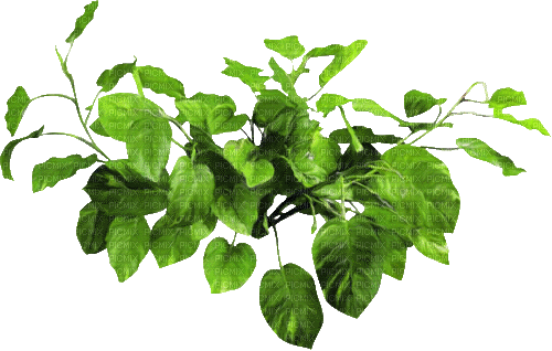 Ramas Verdes - Bezmaksas animēts GIF