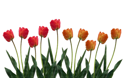 tulipan - bezmaksas png