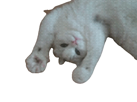 Cat grab - Darmowy animowany GIF