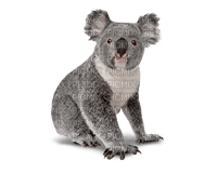Australia animals koala bp - darmowe png