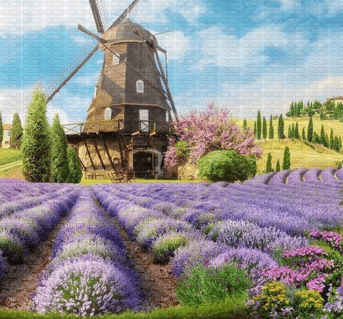 Rena Lavendel Hintergrund Mühle - png ฟรี