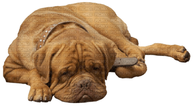 Kaz_Creations Animals Dog - PNG gratuit