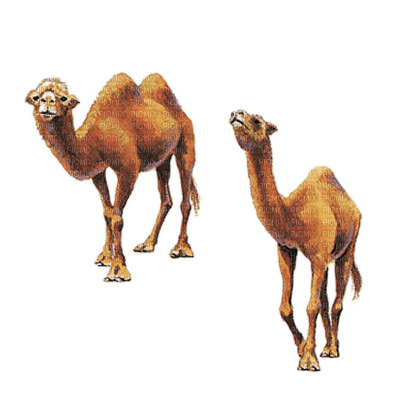 camel bp - Free PNG