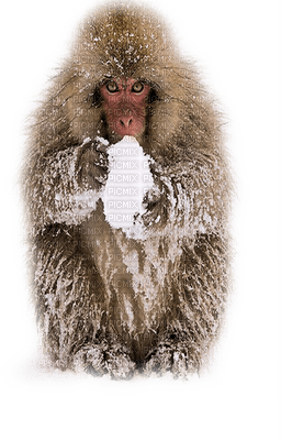 Kaz_Creations Winter Monkey - PNG gratuit