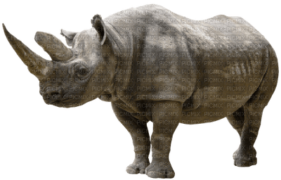 rhino - besplatni png