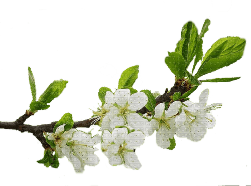 Spring Branch - фрее пнг