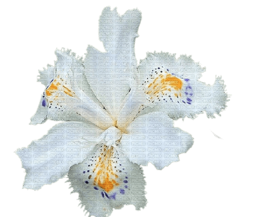 Iris Flower - png ฟรี