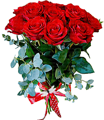 Red roses 2