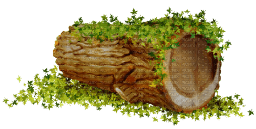 tronc d'arbre - darmowe png
