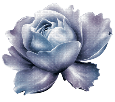 All My Roses - ilmainen png