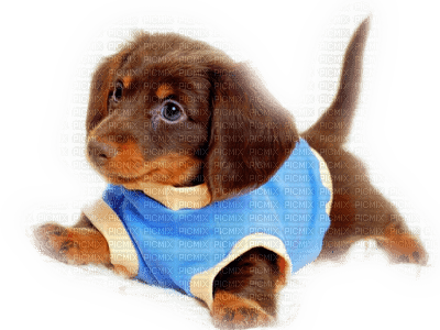 Hund chien  dog - PNG gratuit