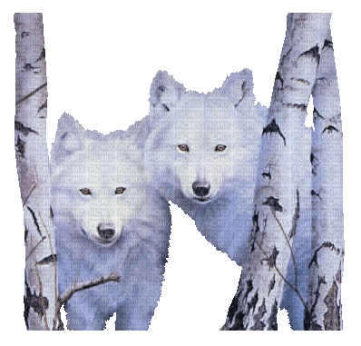wolf milla1959 - Free animated GIF