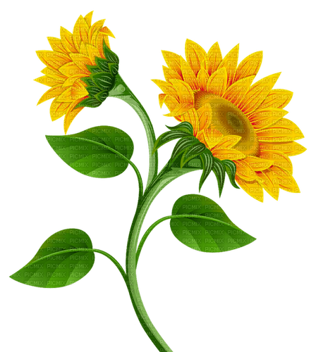 sunflowers Bb2 - png ฟรี