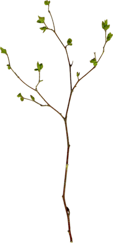 dolceluna deco branch - Free PNG