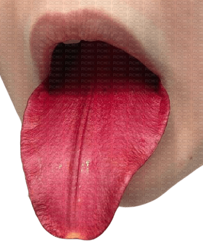 tulip tongue - kostenlos png