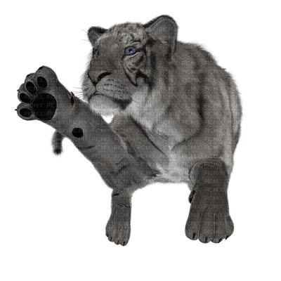 tiikeri, tiger - PNG gratuit