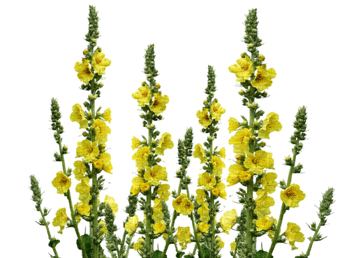 Flores amarillas - ücretsiz png