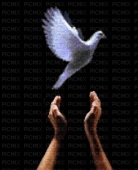 Flying Dove - GIF animasi gratis