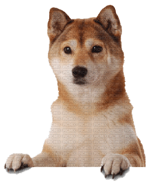 ani-hund-djur - Безплатен анимиран GIF