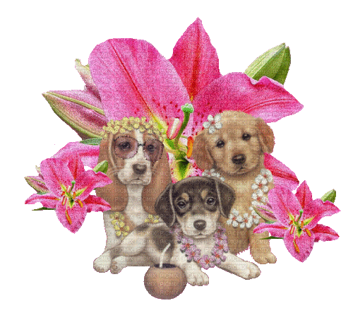 dog chien hund animal beach flower - GIF animé gratuit