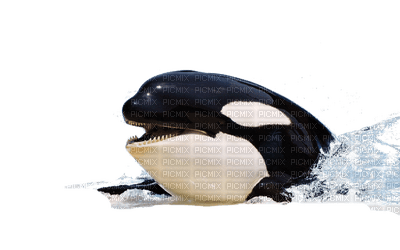 whale bp - PNG gratuit