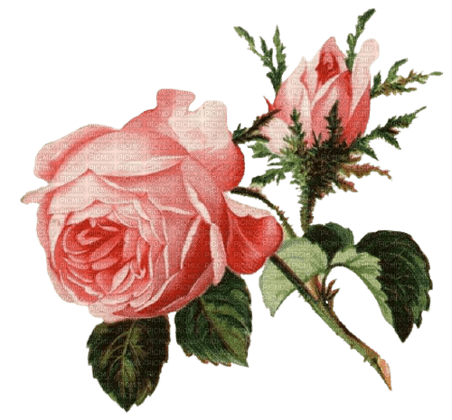 vintage roses - безплатен png