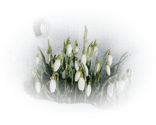 loly33 fleur perce neige - ücretsiz png